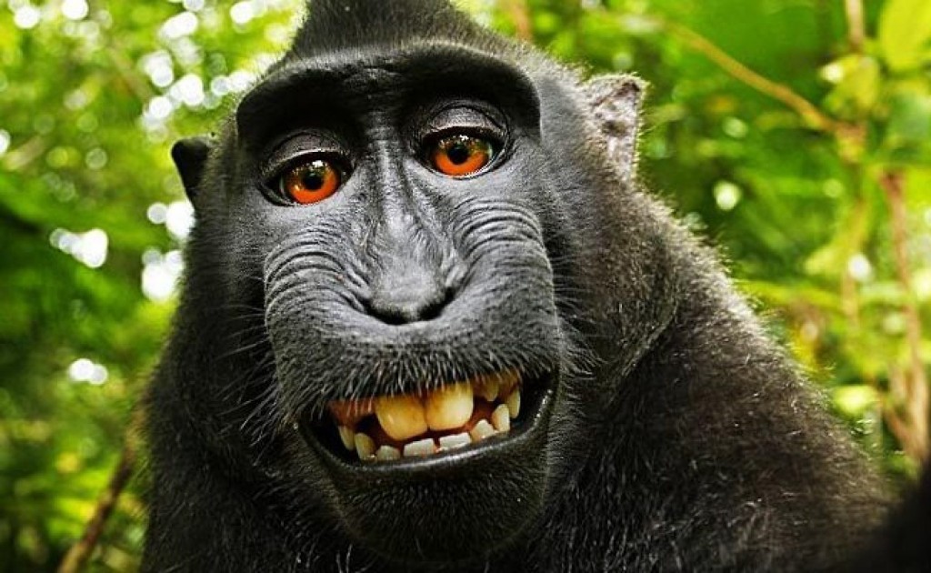 macaco_selfie